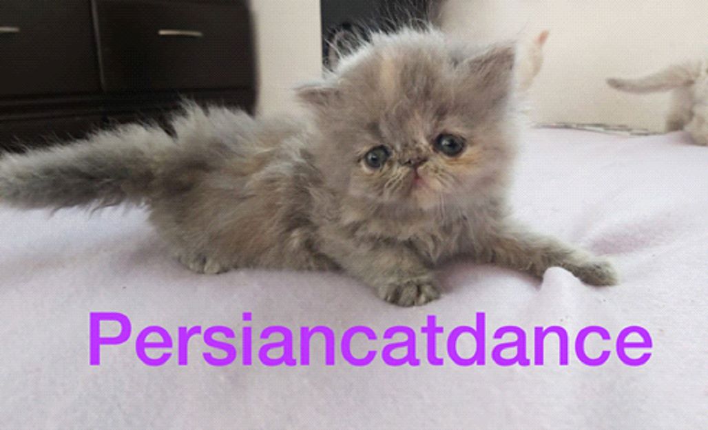 GRC Kim Seokjin of Persiancatdance