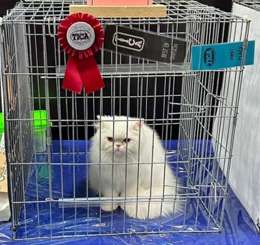 Persiancatdance Sunny of CatDance